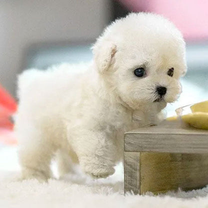 Speelgoed Hond Interactief Pluche Robot Met Realistische Beweging