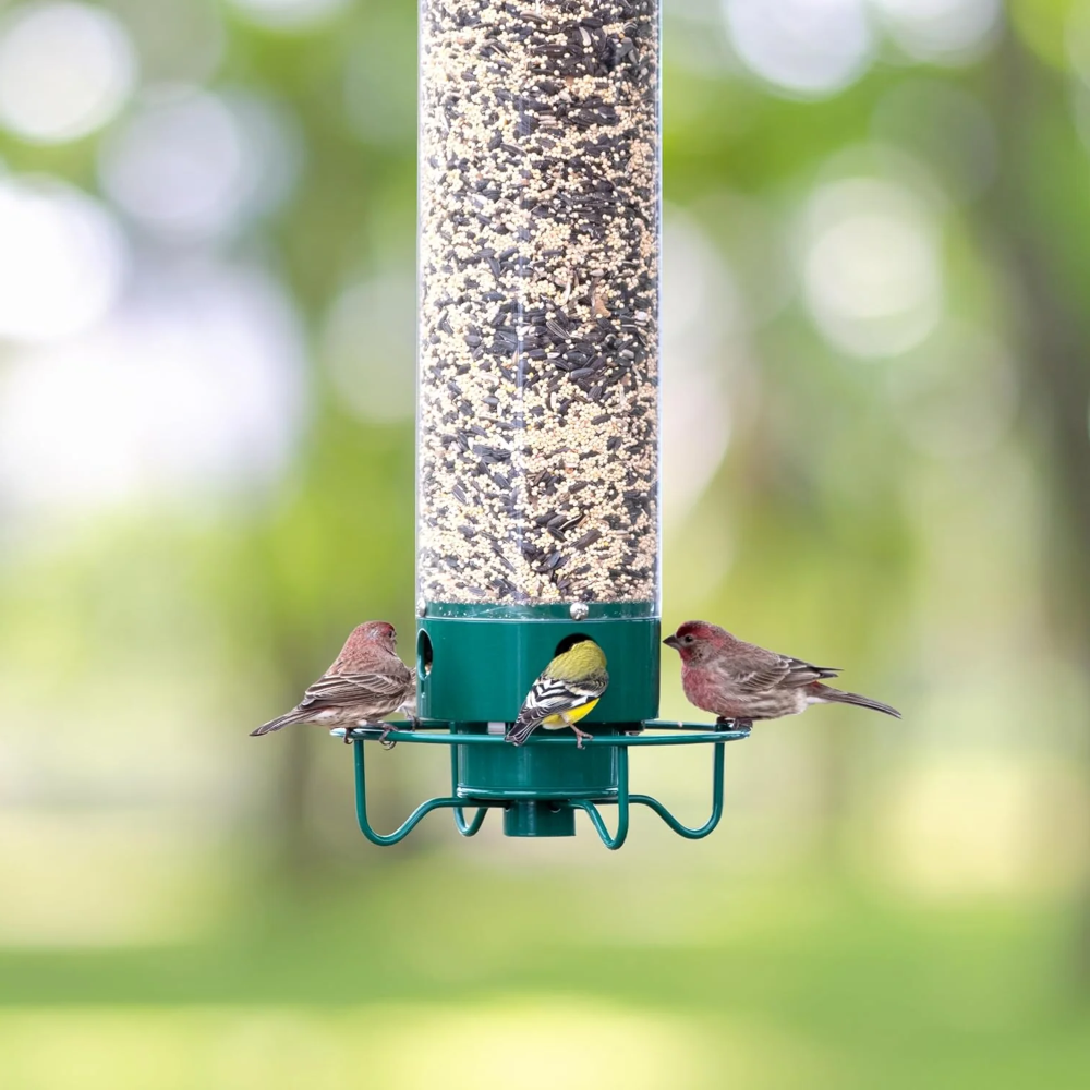 Vogelvoederhuis Metaal Eekhoornbestendig Hangend Tuin