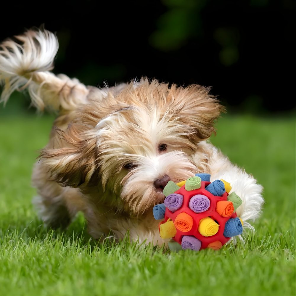 Snuffelspeelgoed Hond Interactief Denkspel Wasbaar